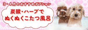 2023年2月3月トリミングおすすめオプション