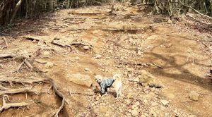 もふようちえん登山部の様子4